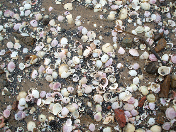 Crunchy shells